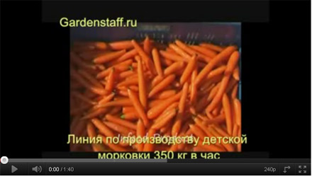      (Baby Carrot)