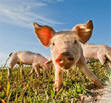  ����������� ��������� ����� Compact 