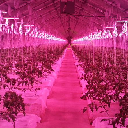   LED- AtomSvet BIO 